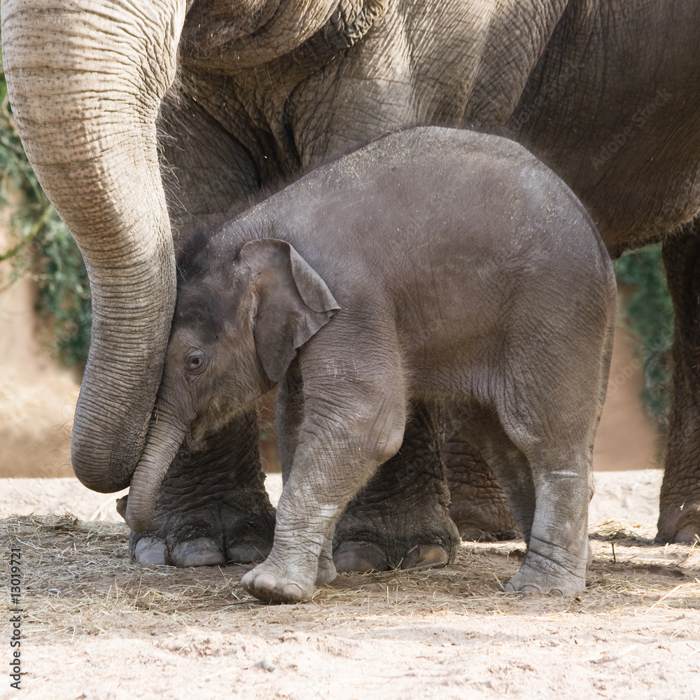 Fototapeta premium Asian baby elephant playing