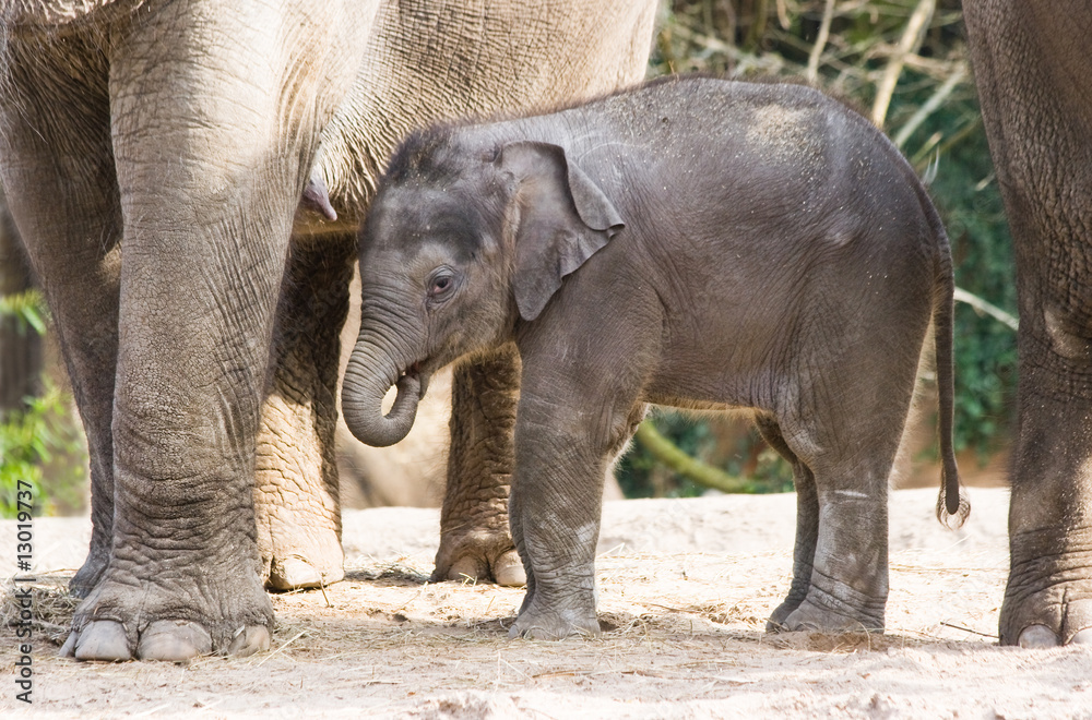 Naklejka premium Asian female baby elephant
