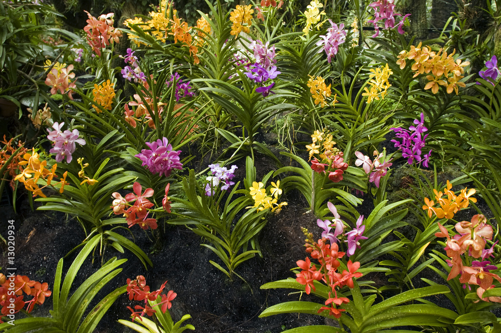 Fototapeta premium Orchids in Orchid Garden of Royal Botanical Gardens Singapore