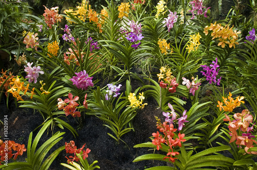 Orchids in Orchid Garden of Royal Botanical Gardens Singapore