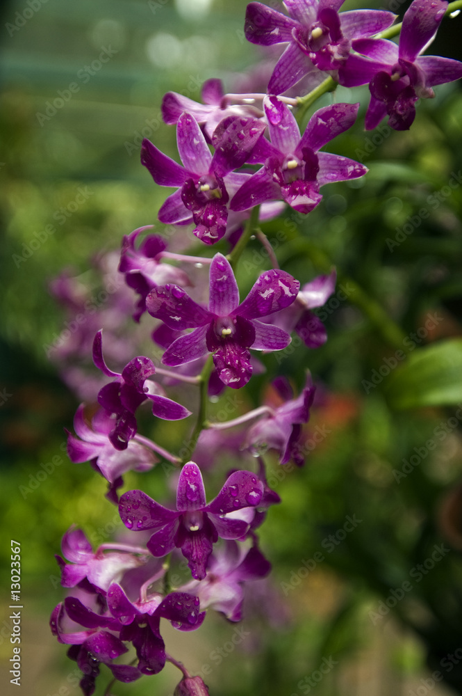 Orchids in Orchid Garden of Royal Botanical Gardens Singapore
