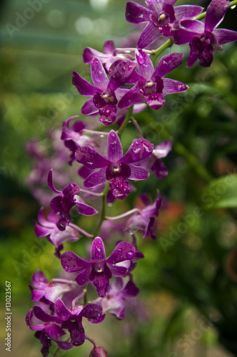 Orchids in Orchid Garden of Royal Botanical Gardens Singapore