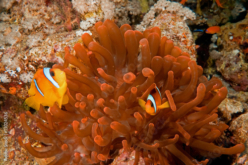 anemonefish and red bubble anemone