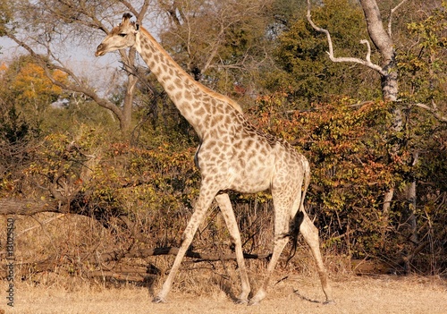 Mosi-oa-Tunya Giraffe photo