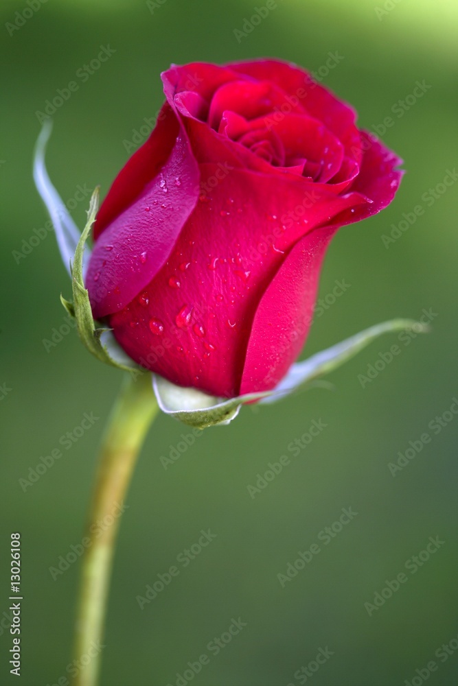 Macro red rose, blurred green grass background Macro red rose, blurred green grass background
