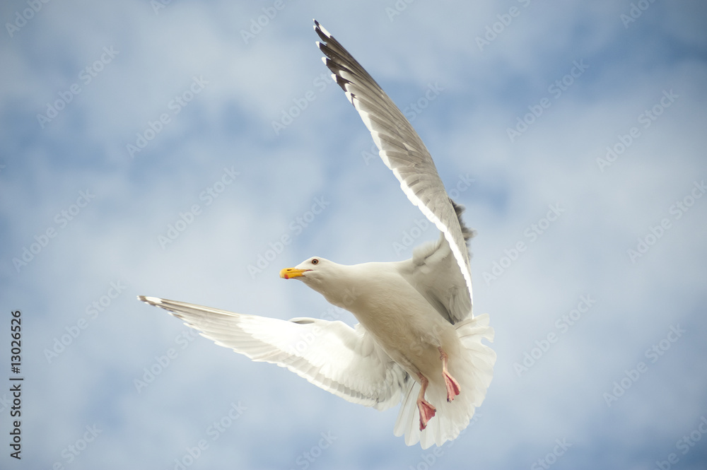 Fototapeta premium Hovering seagul