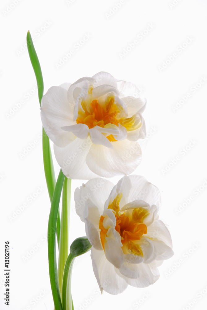 white flowers white flowers