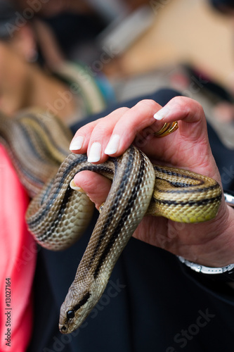 Italian Snake Festival photo