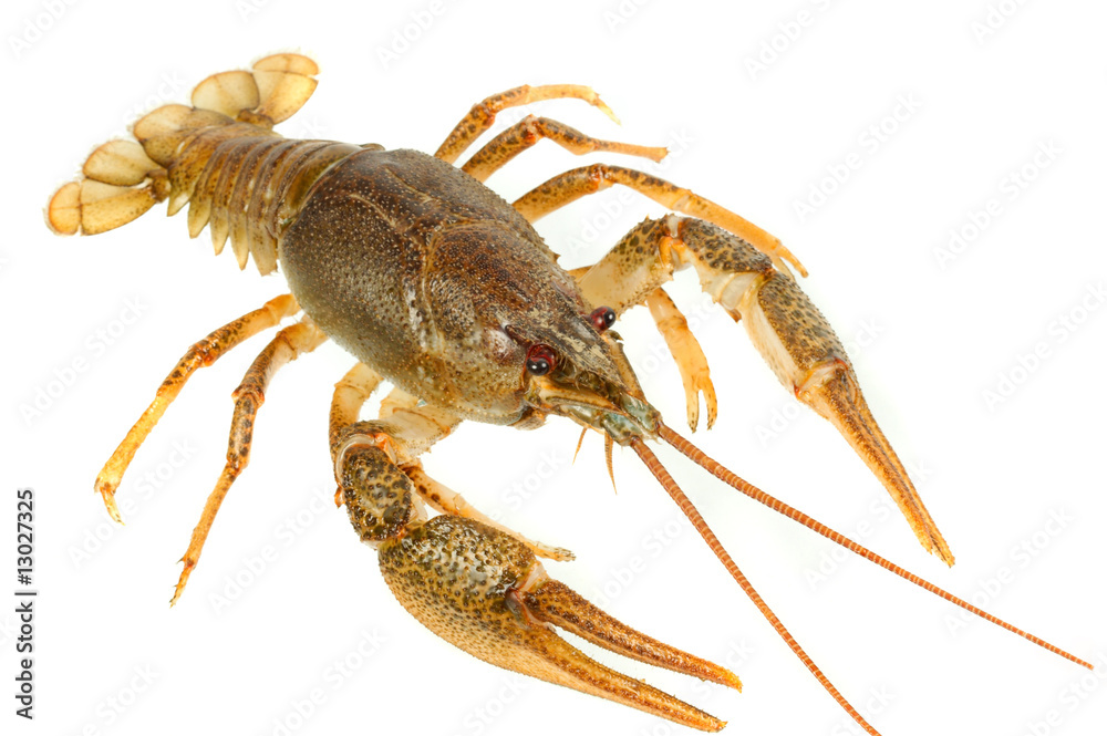 European crayfish European crayfish