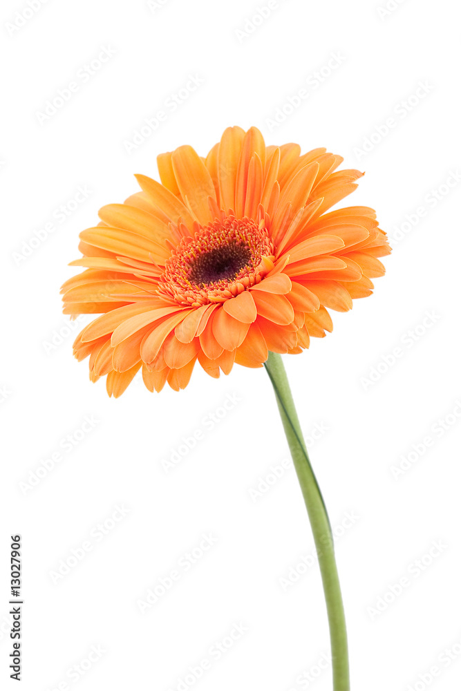 Orange Gerbera, freigestellt auf weissem Hintergrund Orange Gerbera, freigestellt auf weissem Hintergrund