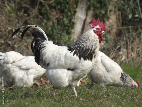 Cockerel and hens.