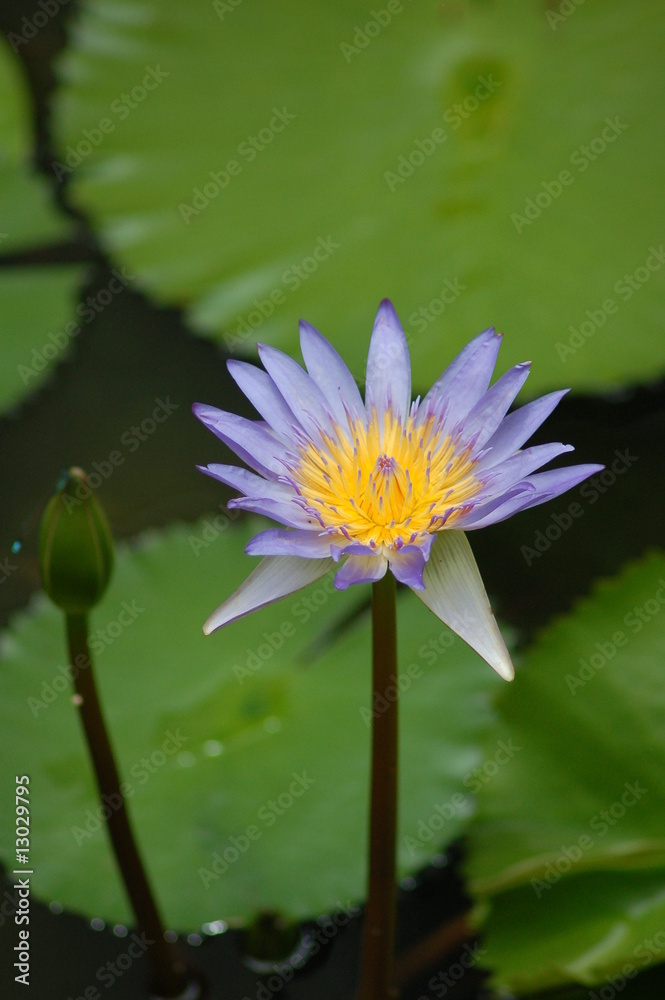 water lily