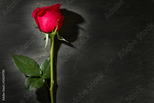 Fototapeta Naklejka Na Ścianę i Meble -  Red rose macro over dark black wood