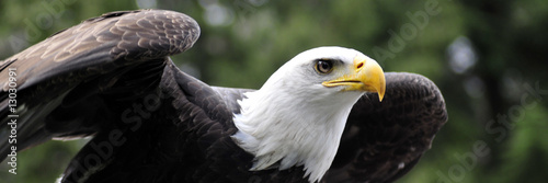 Panorama of Bald Eagle readying for flight