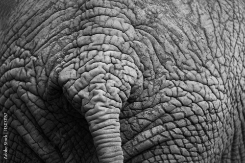 Elefanten detail © Werner Weber