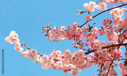 Blooming cherry tree branches against a clear blue sky