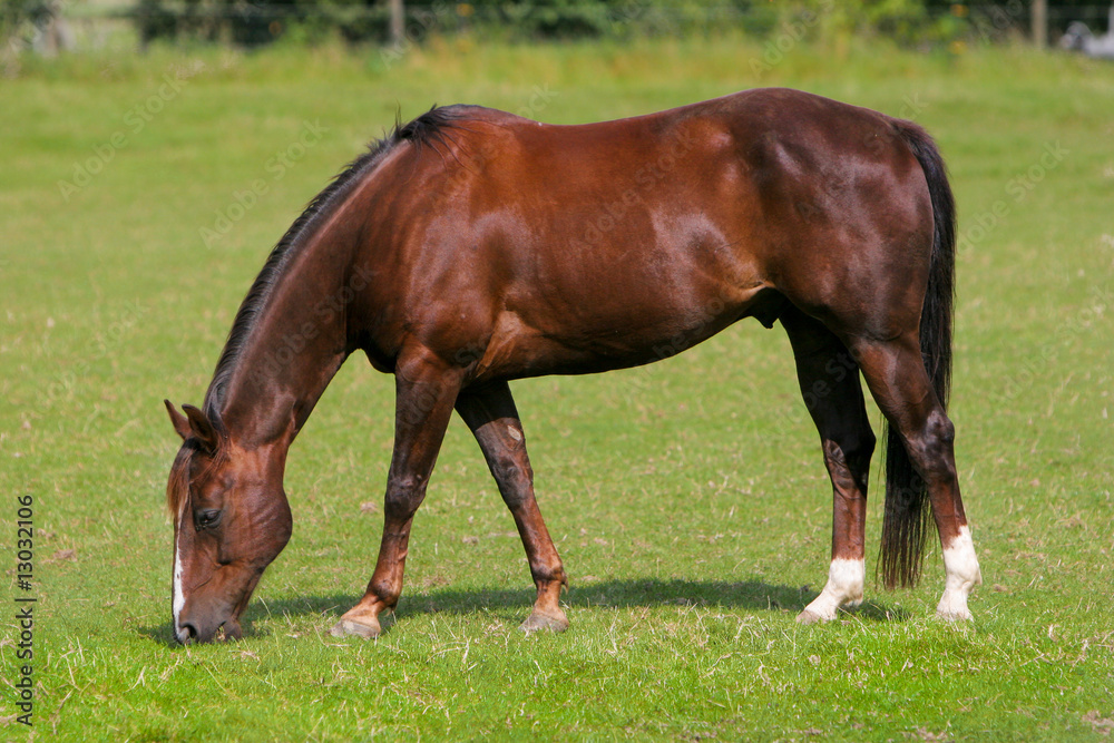 Pferd auf Wiese Pferd auf Wiese