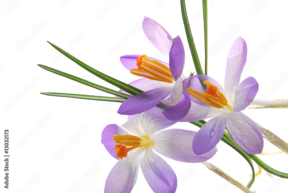 Fototapeta premium blue crocus flowers