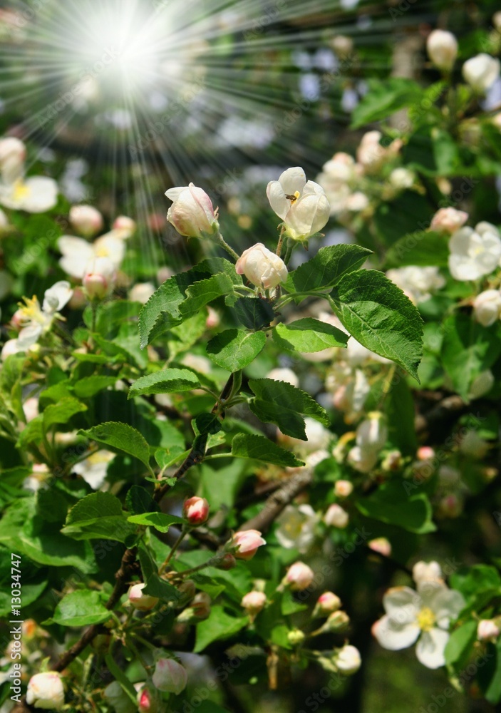 Spring. Blossoming apple-tree Spring. Blossoming apple-tree