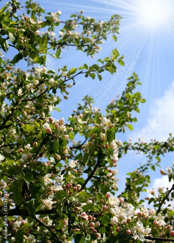 Spring. Blossoming apple-tree