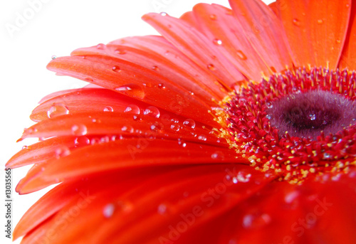 Red gerbera with water drops isolated on white background