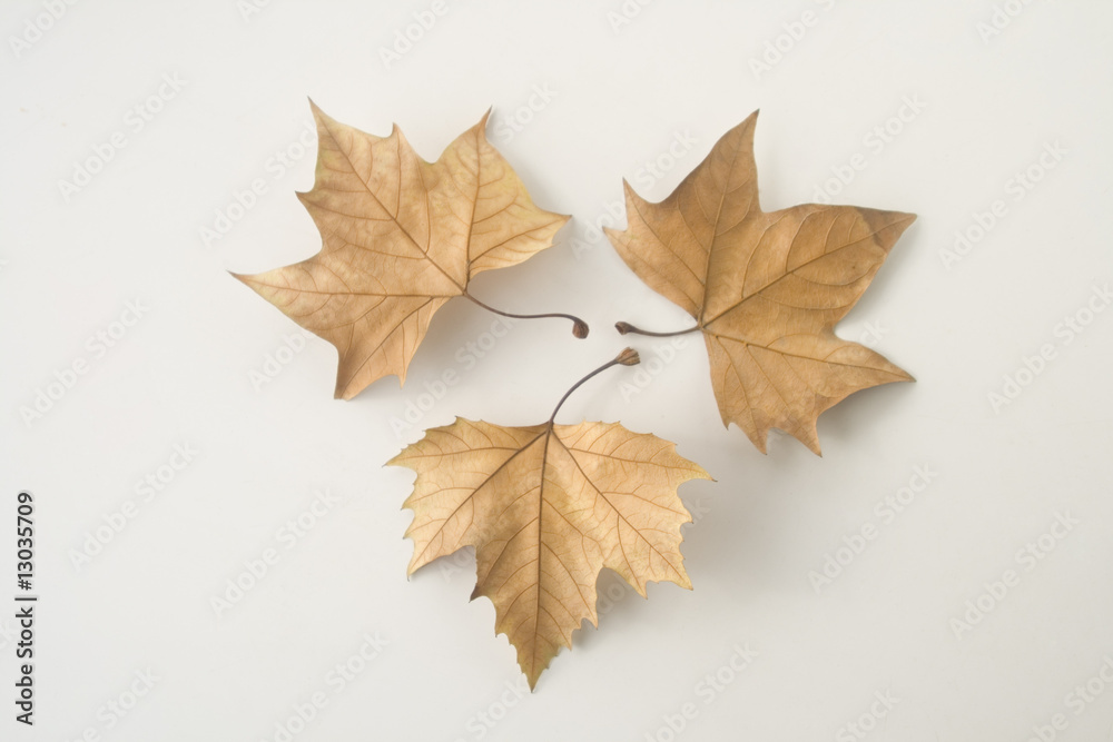 leaf on the white background leaf on the white background