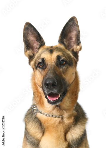Fototapeta Naklejka Na Ścianę i Meble -  German shepherd dog