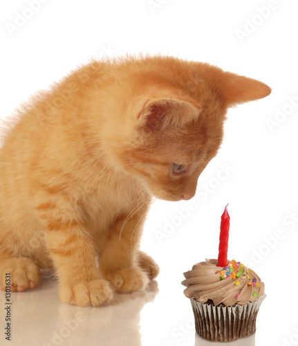 kitten celebrating birthday - kitten looking at cupcake photo