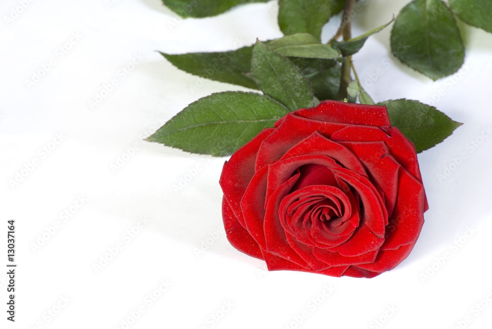 Fototapeta premium rose