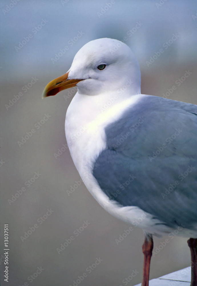 Portrait of a herring gull Portrait of a herring gull