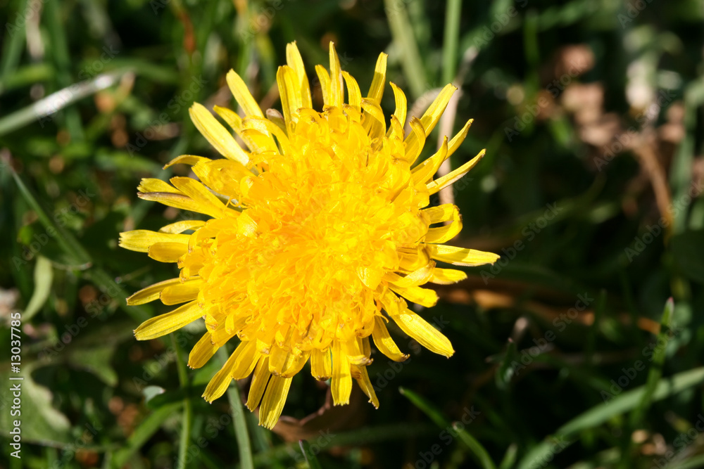 Dandelion 3