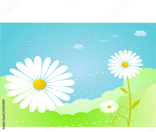 marguerites