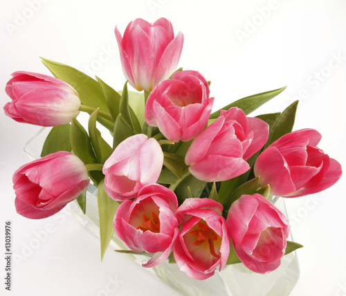 pink tulips