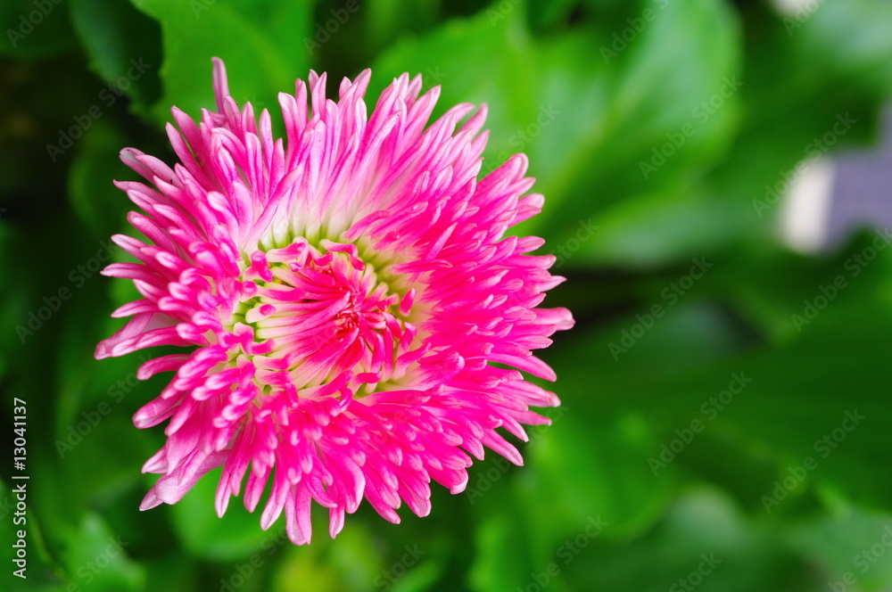 Rosa Tausendschönchen von oben Rosa Tausendschönchen von oben
