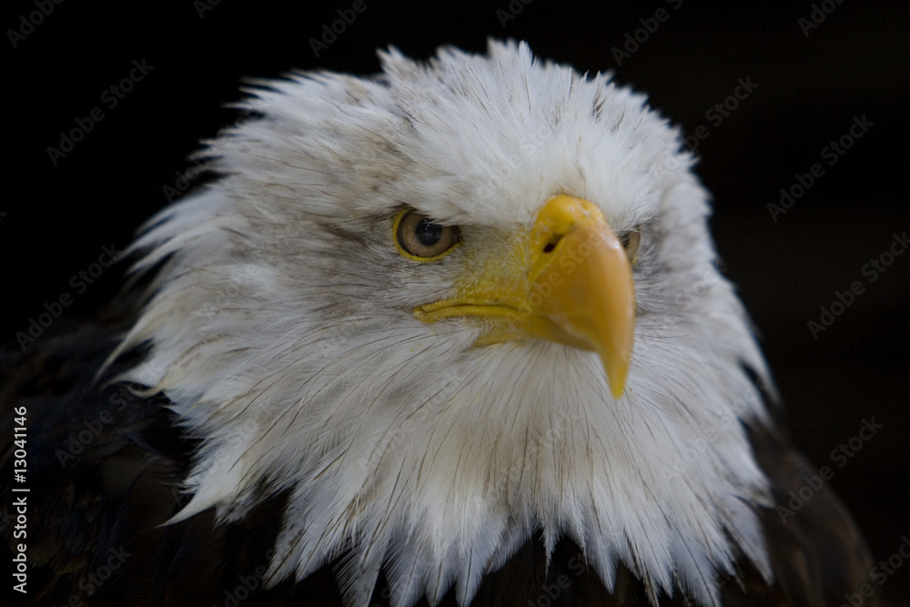 Obraz premium Greifvogel