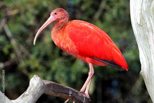 Scarlet Ibis Bird photo