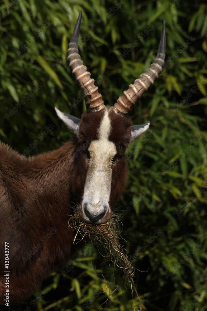 Weißnacken-Moorantilope Weißnacken-Moorantilope