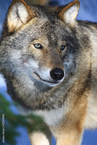 Wolf in Schweden © www.tierfilmer.info
