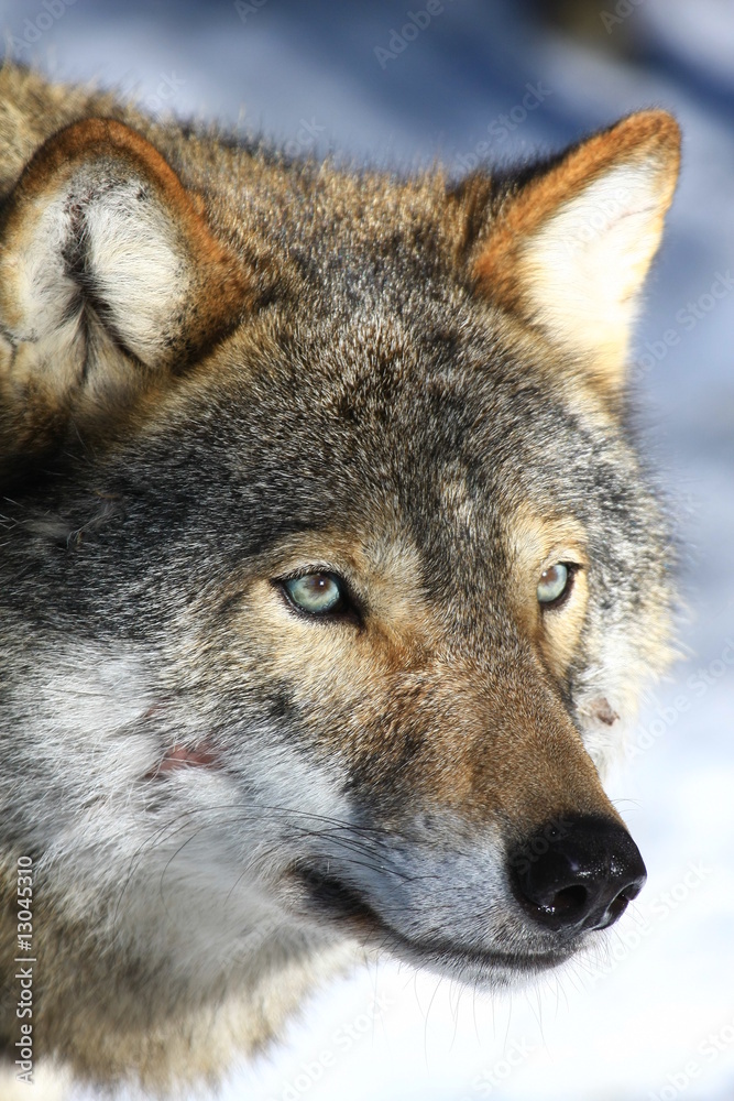wolf wolf