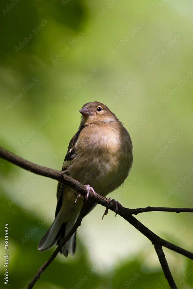 Fringilla coelebs, Chaffinch Fringilla coelebs, Chaffinch