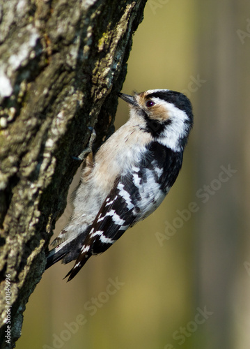 Dendrocopos minor, Lesser Spotted Woodpecker