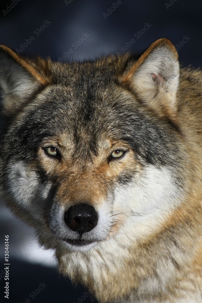 Fototapeta premium wolf