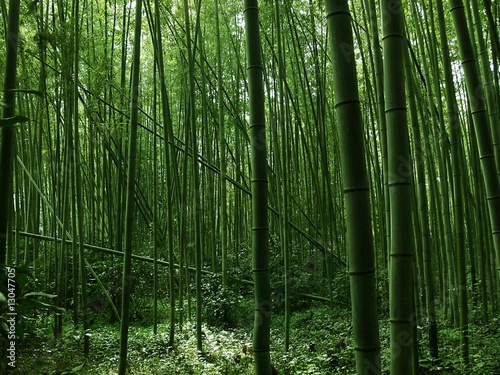 Bamboo forest #13047705