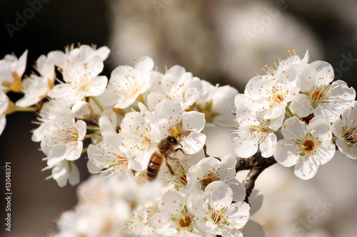 I fiori del pruno con ape 31 photo