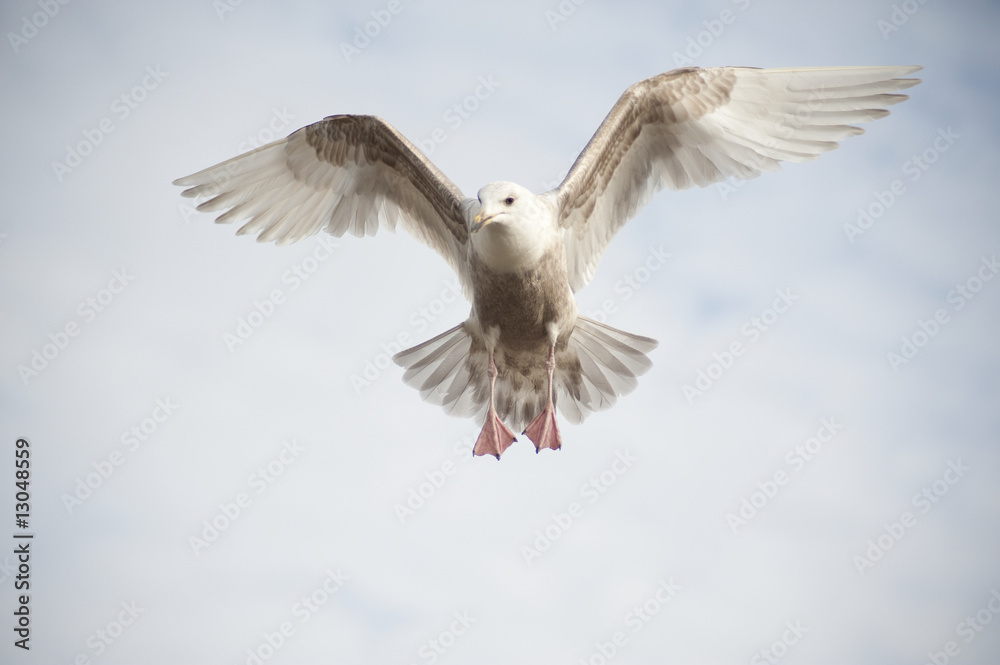 Fototapeta premium Hovering seagull