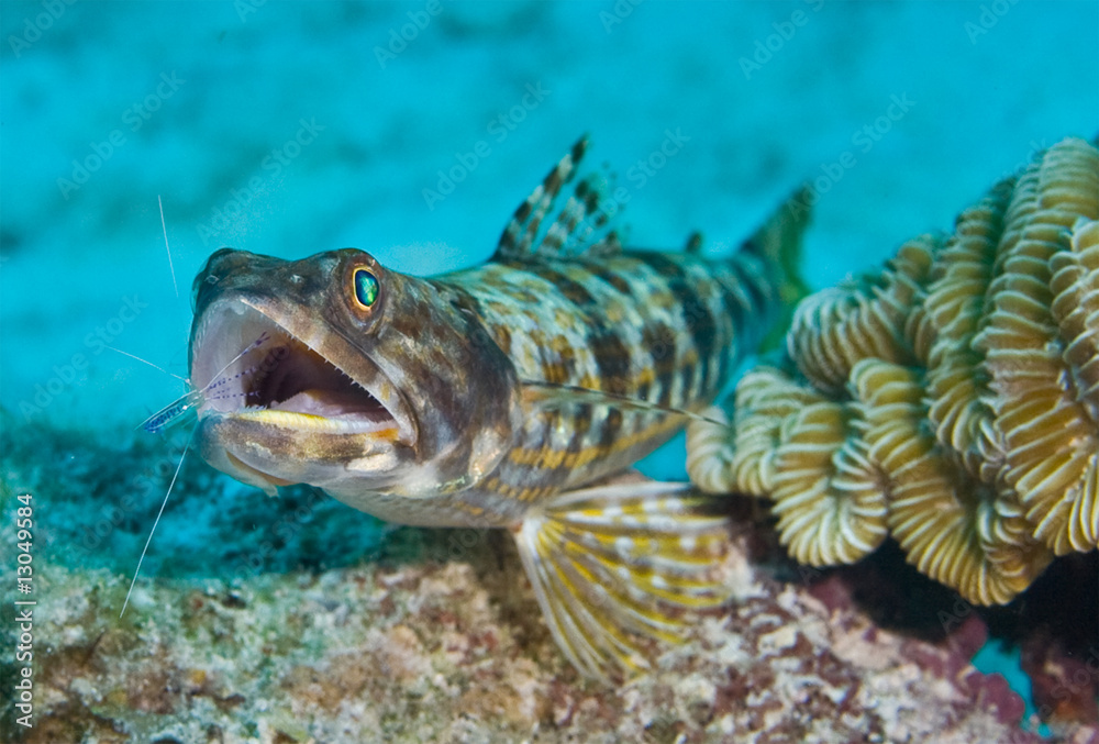 Eidechsenfisch bei der Zahnpflege Eidechsenfisch bei der Zahnpflege