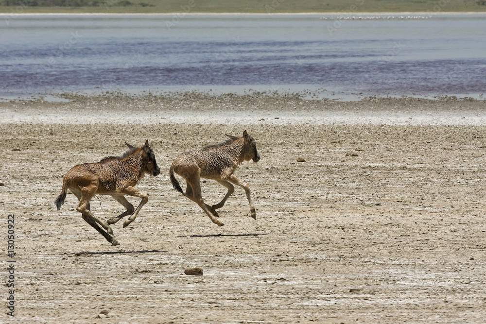 Orphaned Baby Wildebeests Running in Serengeti Orphaned Baby Wildebeests Running in Serengeti