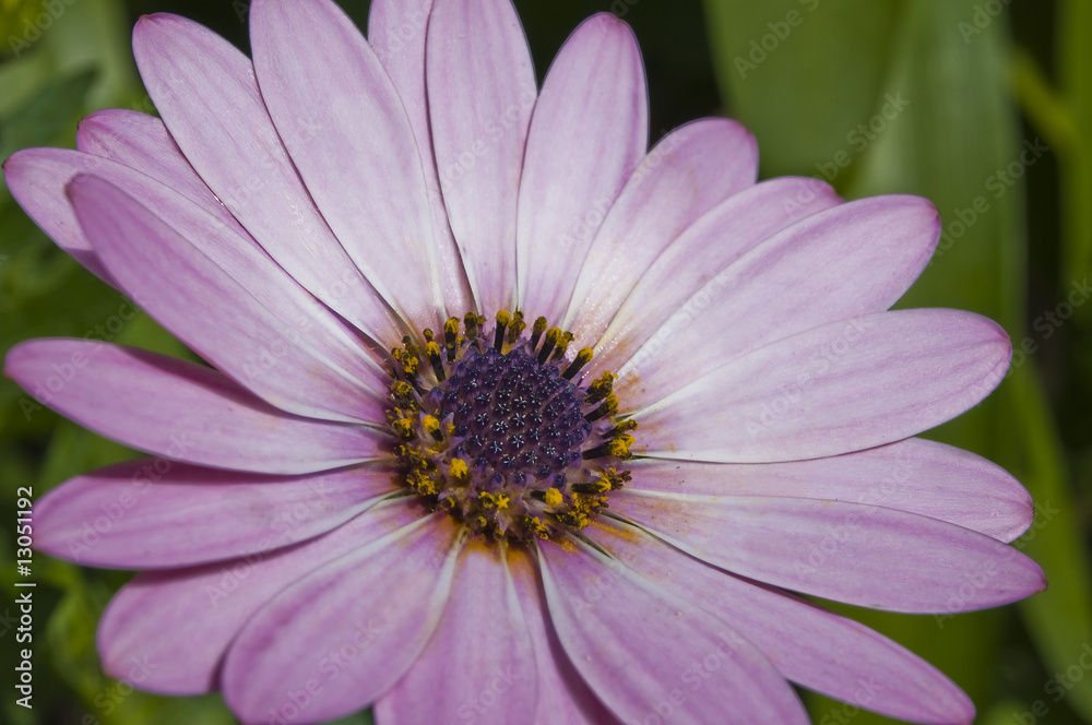 Obraz premium petali