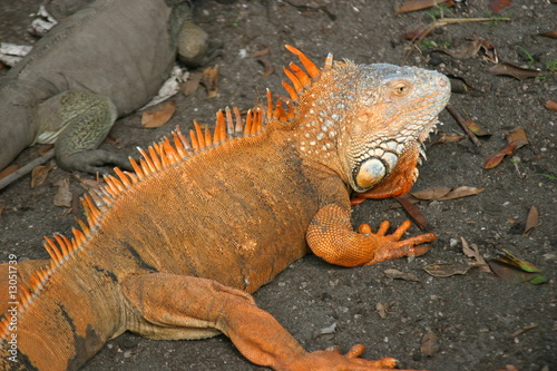 Iguana