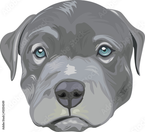 bull Terrier dog